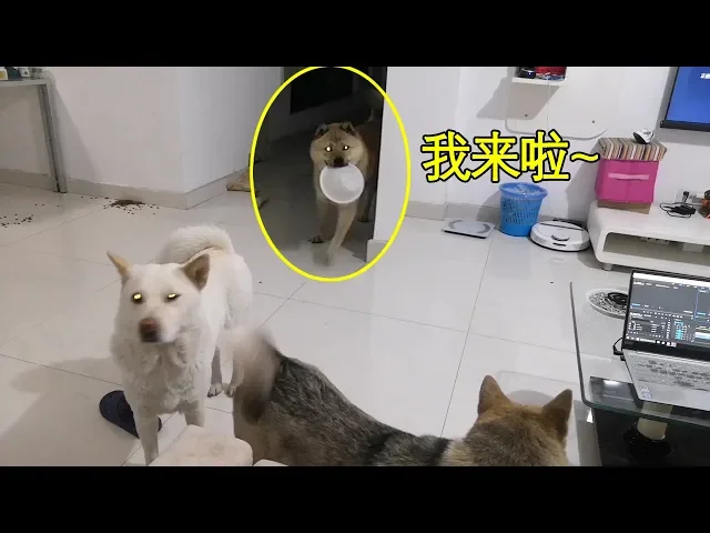 为吃而生的田园犬阿黄,叼着碗向主人讨吃的,这智商没得说!